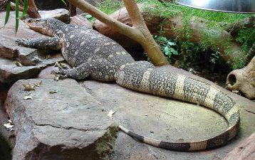 Varanus niloticus