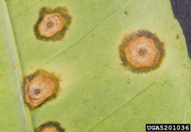 Xanthomonas citri citri