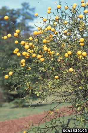 Poncirus trifoliata