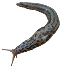 Limax maximus