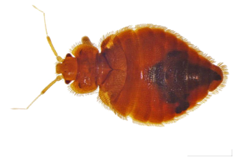 Cimex lectularius