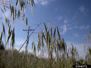 Bromus tectorum