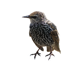 Sturnus vulgaris