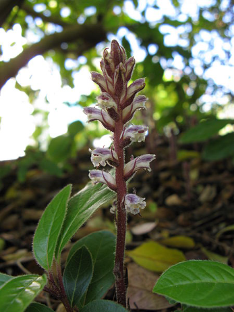 Orobanche ramosa