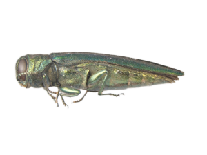 Agrilus planipennis