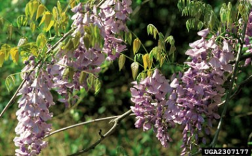 Wisteria sinensis