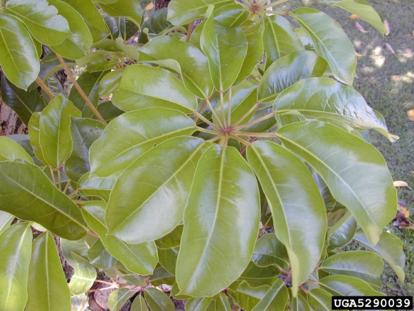 Schefflera actinophylla