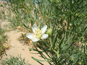 Peganum harmala