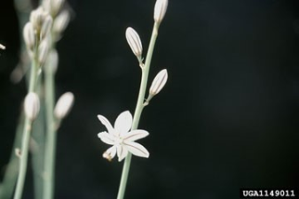 Asphodelus tenuifolius