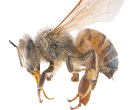 Apis mellifera scutellata