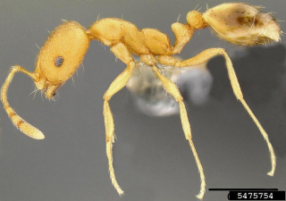 Monomorium pharaonis