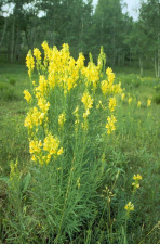 Linaria vulgaris