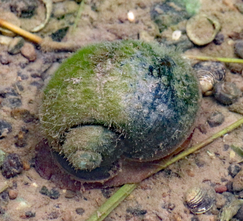 Pomacea maculata