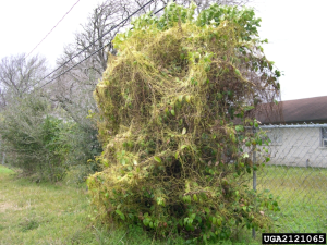 Cuscuta japonica