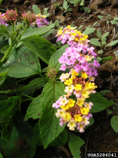 Lantana camara