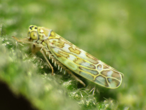 Eupteryx melissae