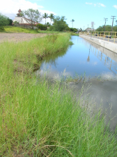 Panicum repens