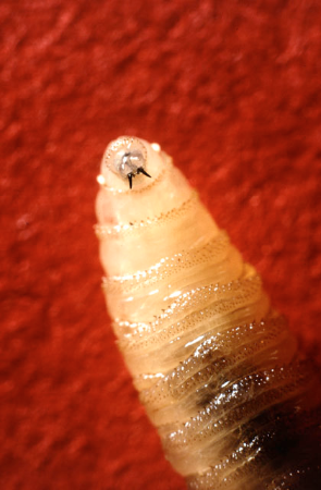 Cochliomyia hominivorax