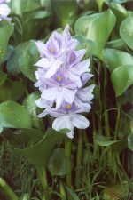 Eichhornia azurea