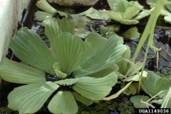 Pistia stratiotes