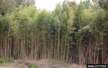 Phyllostachys aurea