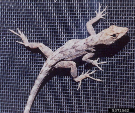 Anolis sagrei