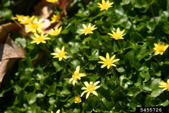 Ranunculus ficaria