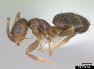 Brachymyrmex patagonicus