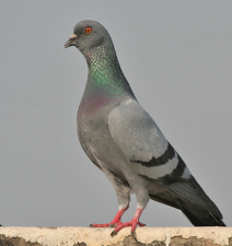 Columba livia