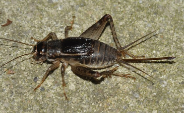 Fun And Fascinating Facts About The Texas Cricket