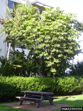 Schefflera actinophylla