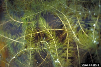 Myriophyllum spicatum