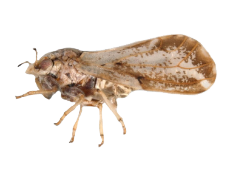 Diaphorina citri