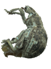 Pseudocneorhinus bifasciatus
