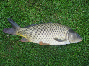 Cyprinus carpio