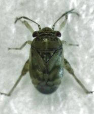 Coridromius chenopoderis