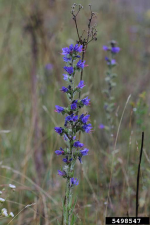 Echium vulgare