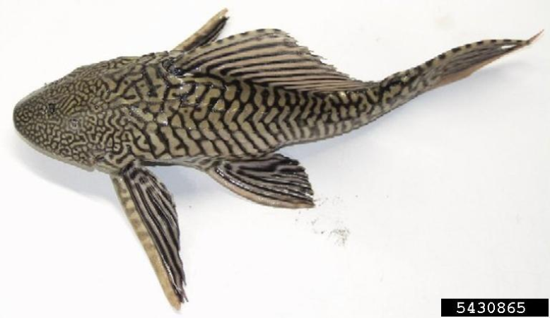 Hypostomus plecostomus and Pterygoplichthys anisitsi