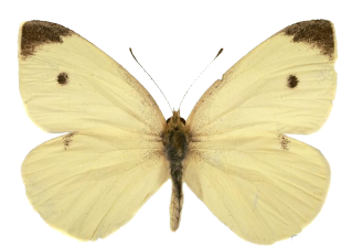 Pieris rapae