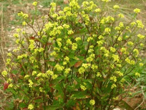 Rapistrum rugosum