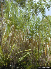 Arundo donax