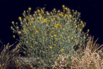 Centaurea solstitialis