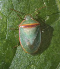 Piezodorus guildinii