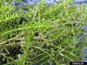 Hydrilla verticillata