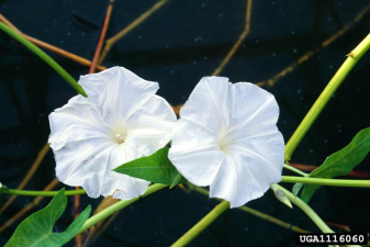 Ipomoea aquatica