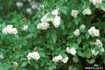 Rosa multiflora