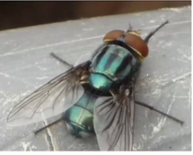 Cochliomyia hominivorax