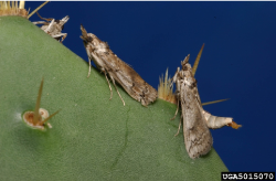 Cactus Moth