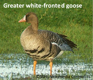 white fronted goose