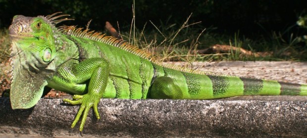 green iguana